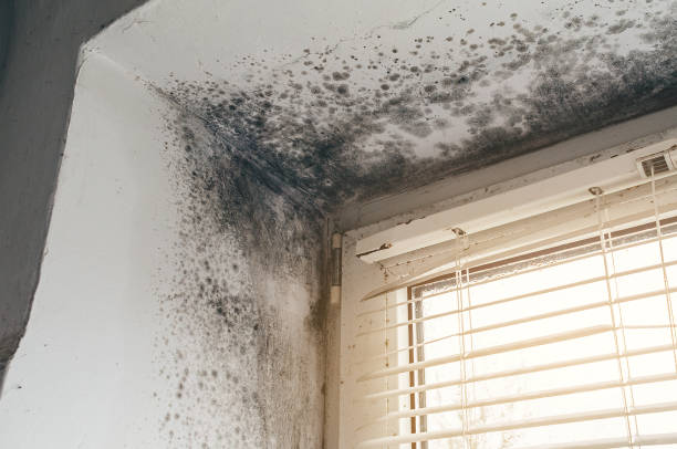 Trusted Black Mold Removal service in Highland, MD - Cheap Mold Removal
